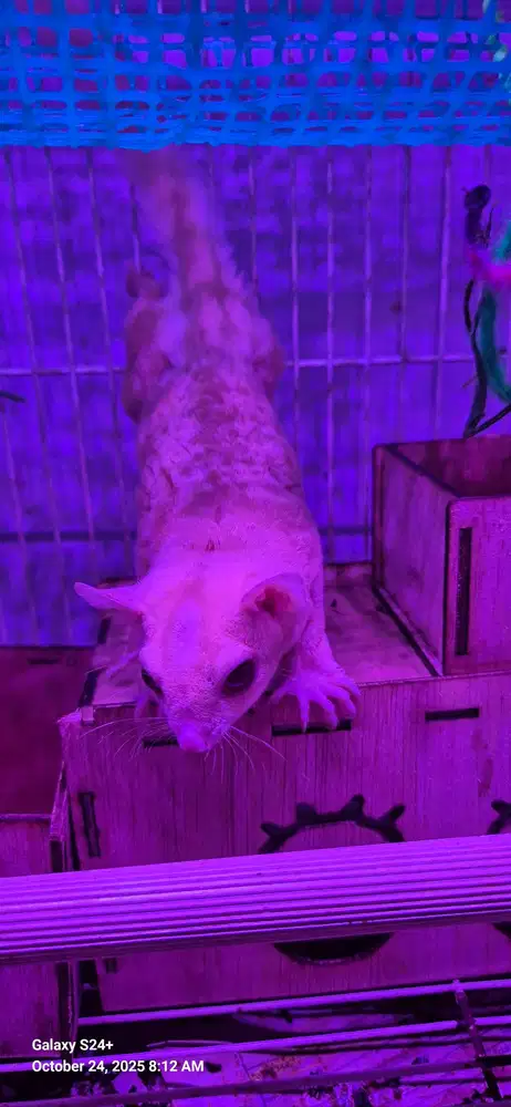 Jual sugar glider creamino