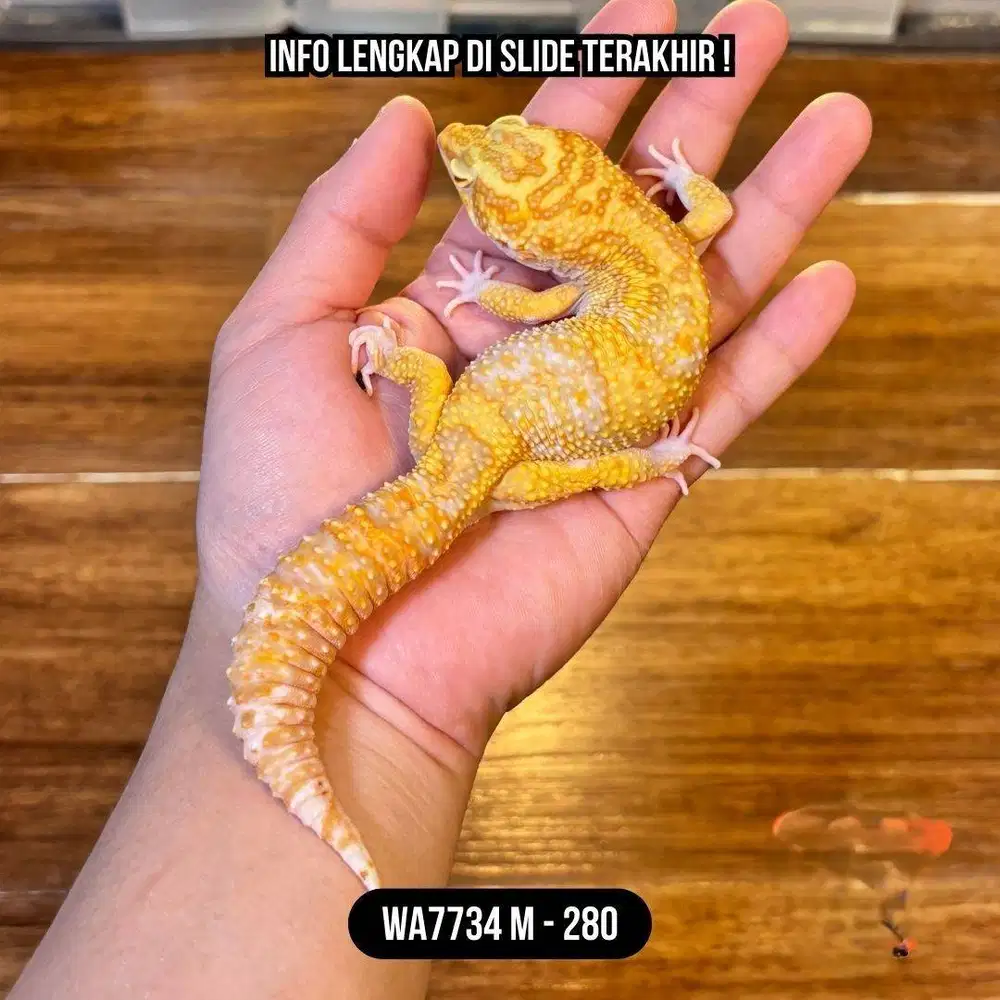 Leopard Gecko Dewasa Ganteng (Tremper Eclipse) Mata Hitam - Jantan