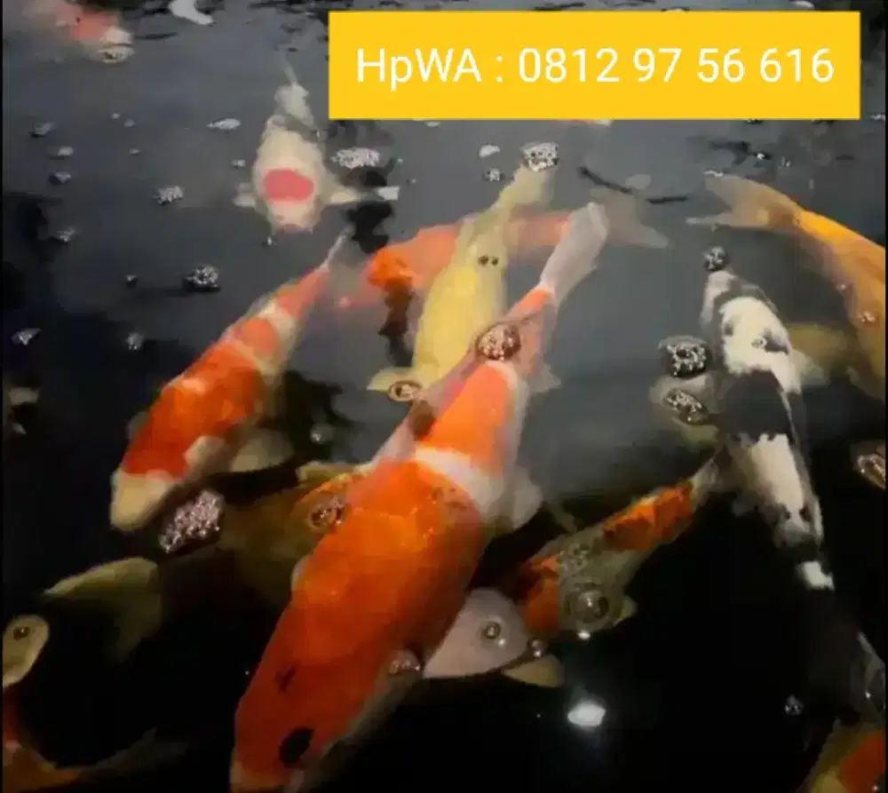 Koi Bisa satuan bisa banyak