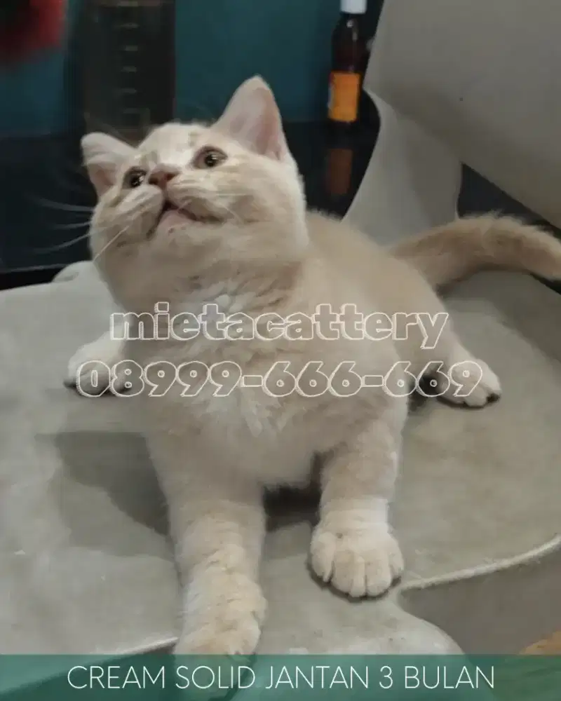 BSH Cream Solid Jantan