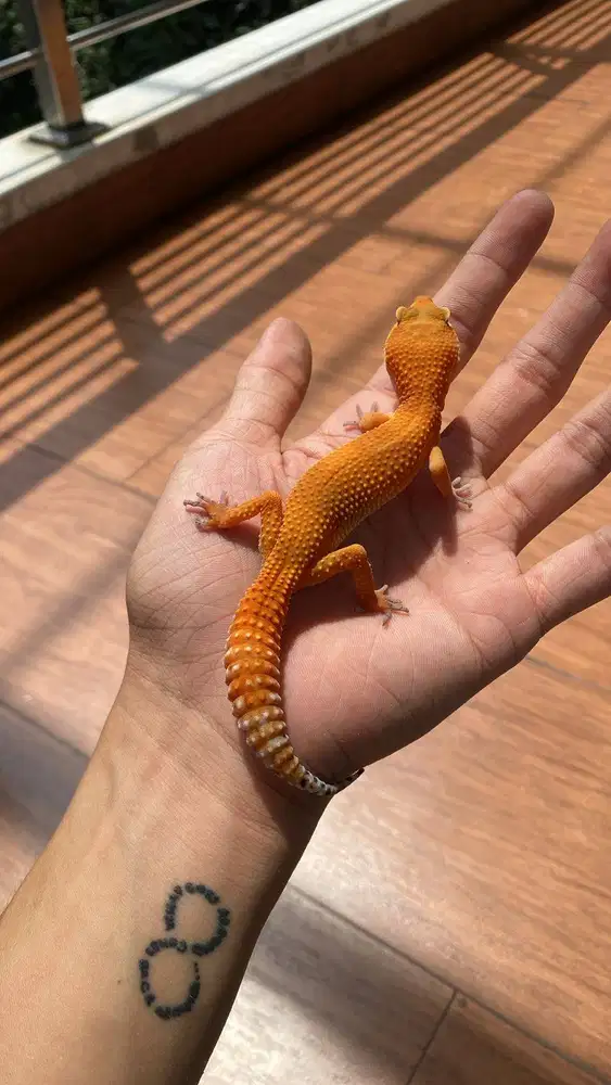Leopard Gecko Dewasa Cakeps (SHTCTB h.T) - Betina