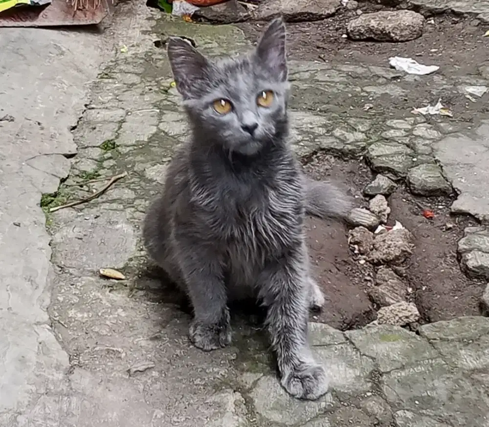 Kucing persia jantan