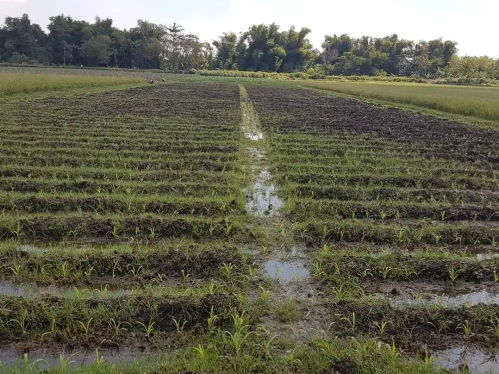 Jual Tanah sawah pucangsimo kec jombang son sekoto
