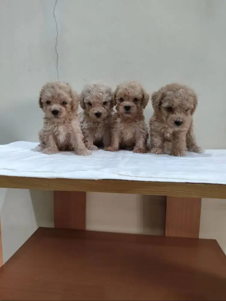 Jual Empat Anakan Poodle Jantan dan Betina
