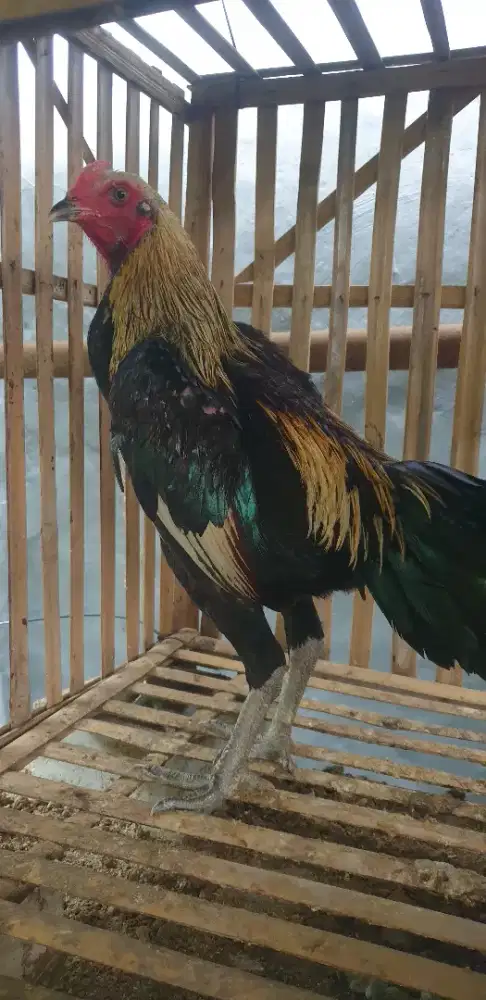 Mangon f1 silang pama f1