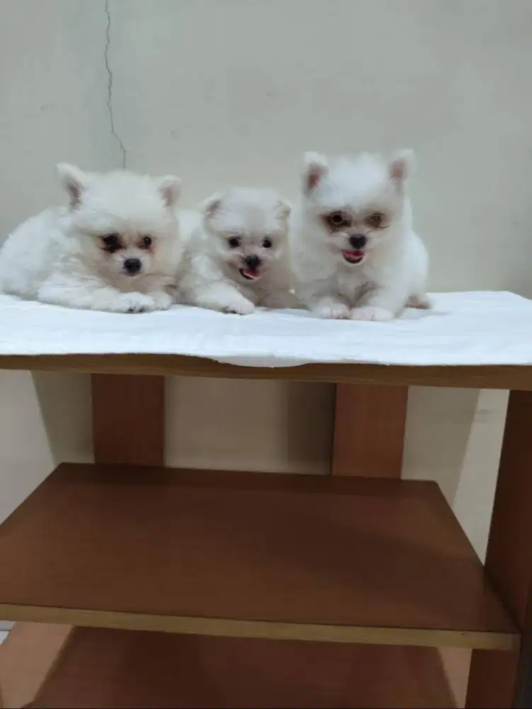 Jual Anak Maltese Betina dan Jantan