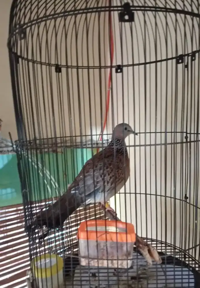 Derkuku lokal jantan kuk 1 umur 3 tahun pernah jadi pejantan