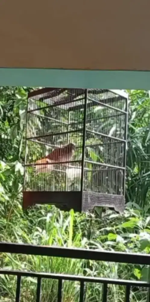 Derkuku Jantan Kuk 1 umur dewasa (BACA DESKRIPSI IKLAN)