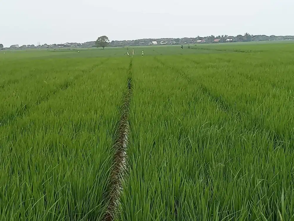 TANAH SAWAH DI DESA PUSAKA JAYA UTARA