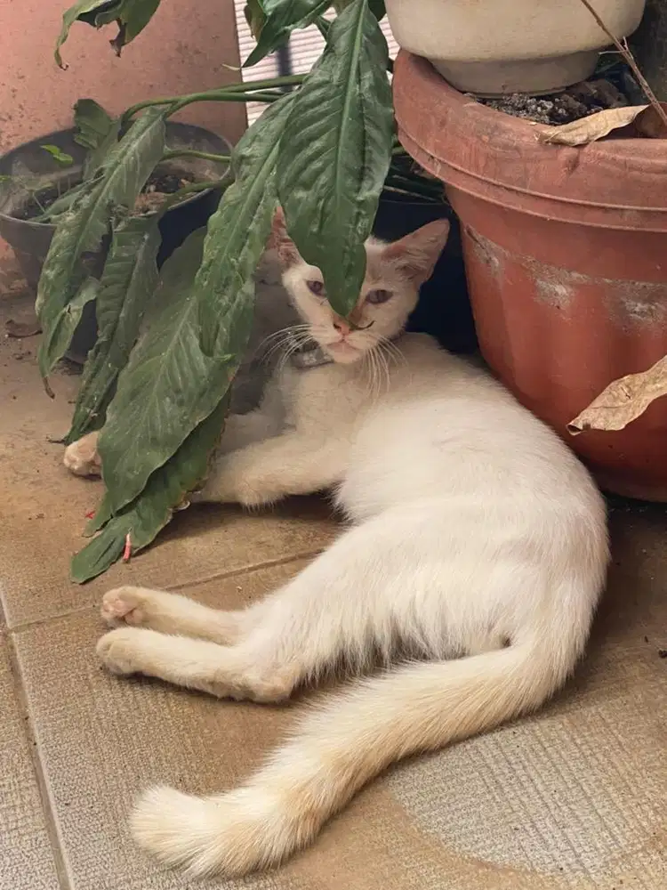 PERSIAN MIXDOM jengkel jantan