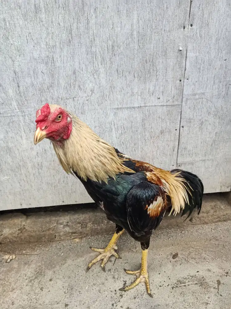 Pamangon video WA aj