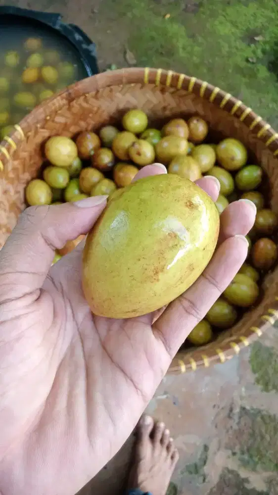 Buah Sawo Manis Segar Asli Kampung Juragan