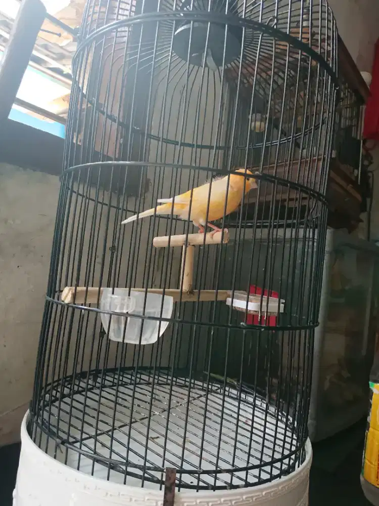 Kenari fs bekas gacor