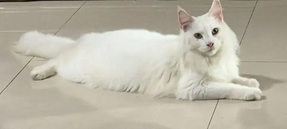 Adopsi kucing Mainecoon Betina