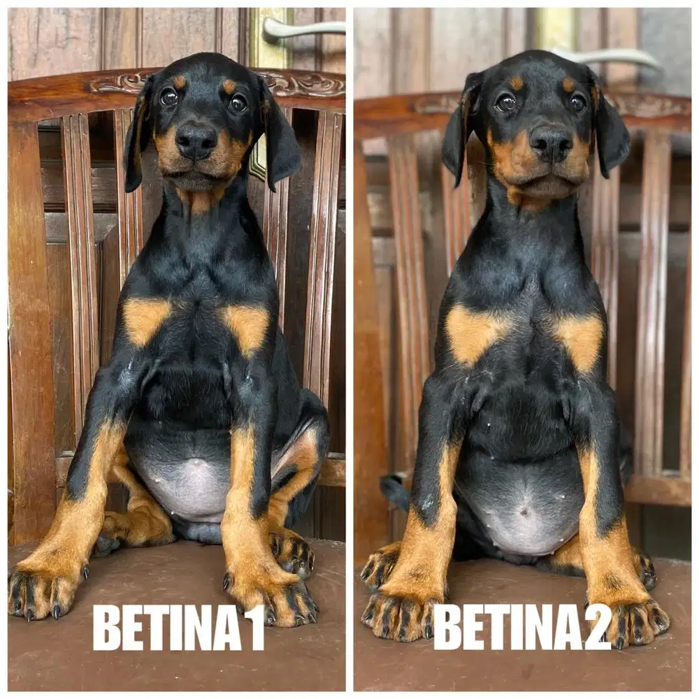 Doberman betina stb vaksin