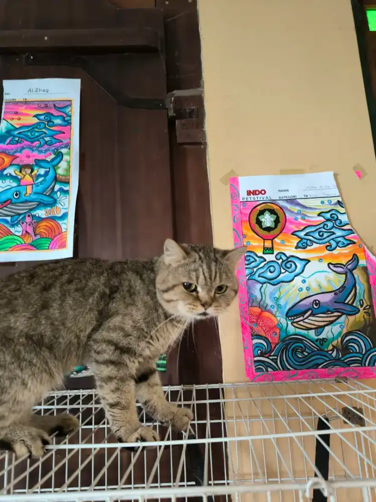 Kucing BSH warna unik (pure) dijual lepas non ped