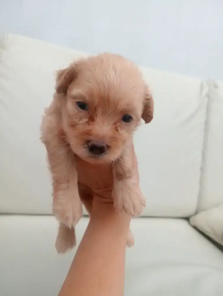 Open adop poodle shitzu jantan umur 1 bulan