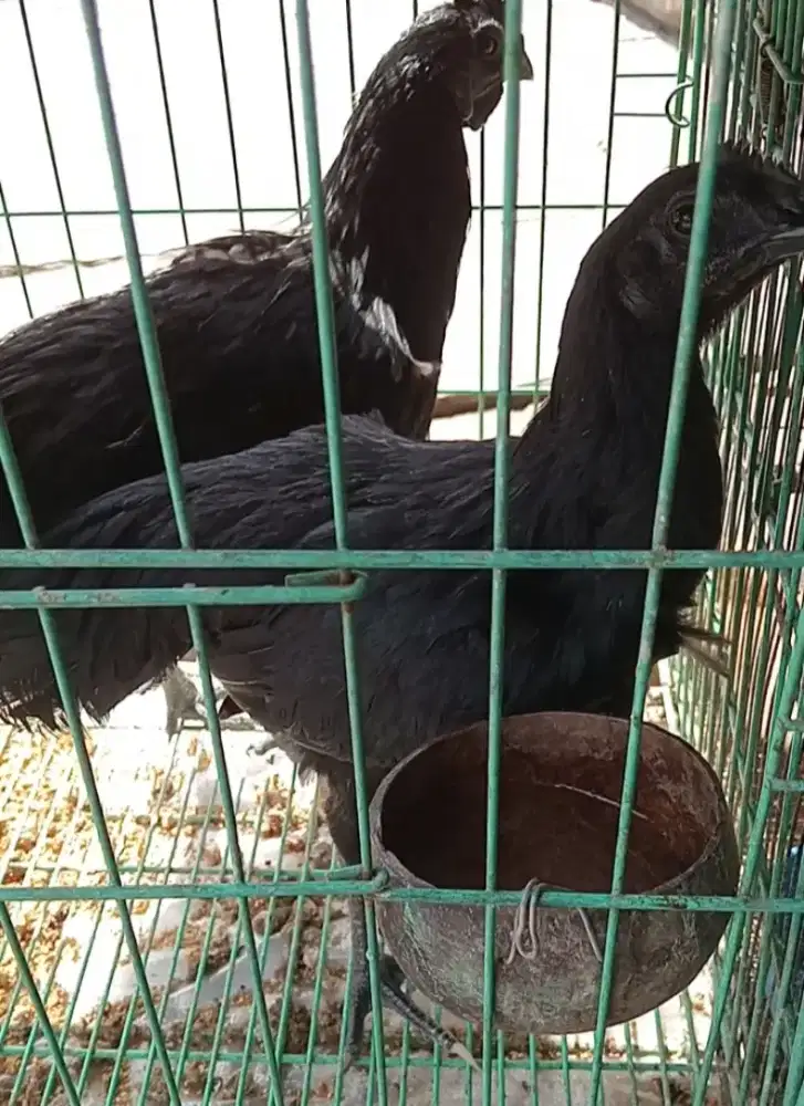 Ayam cemani sepasang