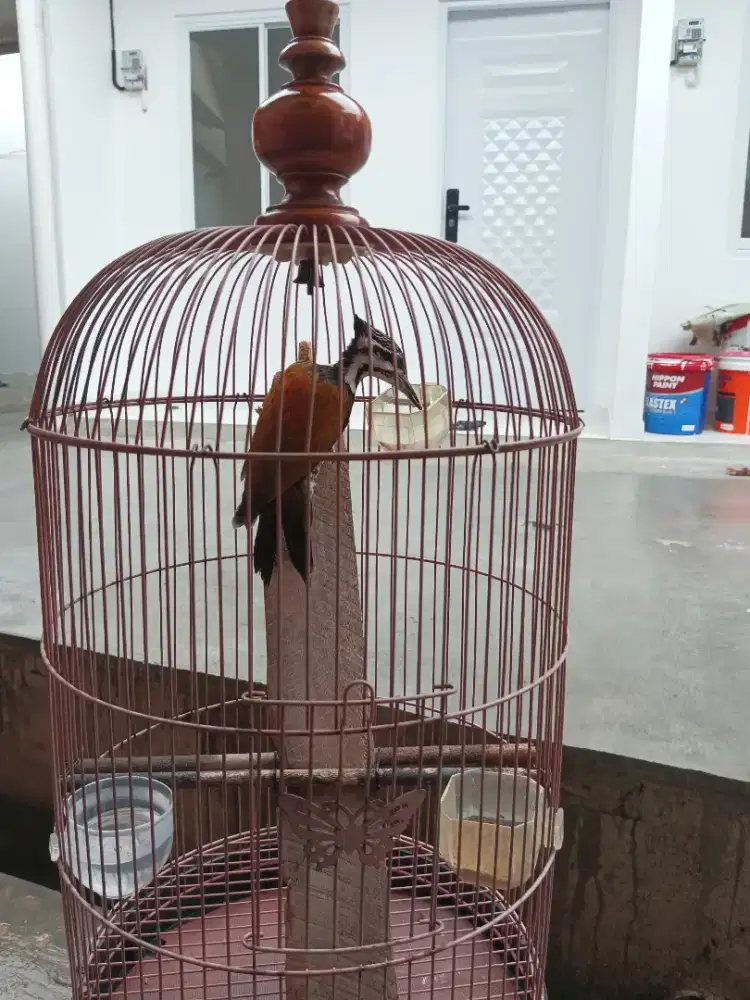 Burung pelatuk bawang bunyi rajin
