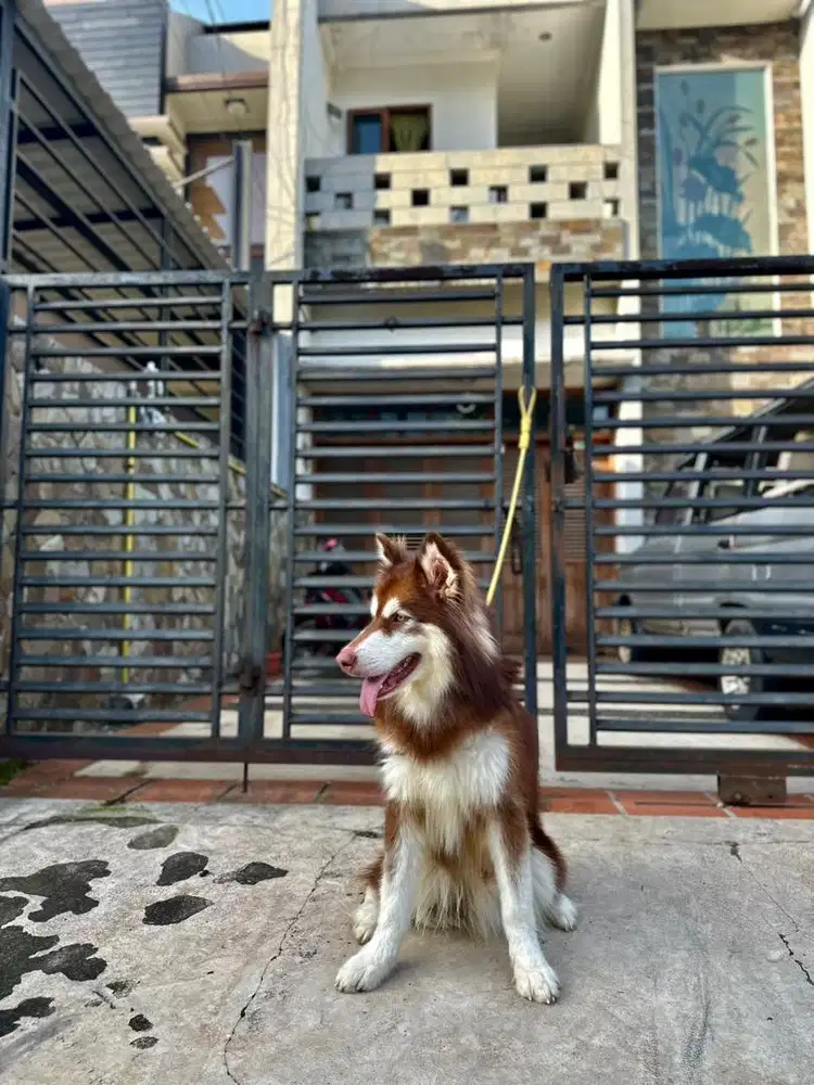 Alaskan Malamute Red Longhair