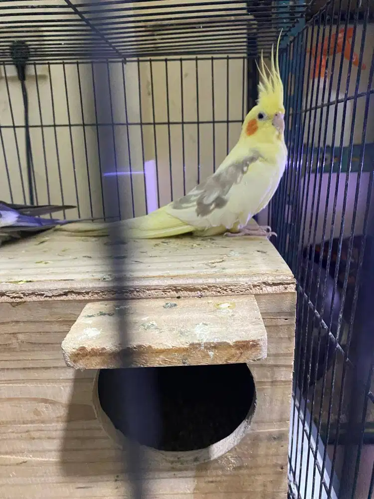 BURUNG FALK 2 PASANG