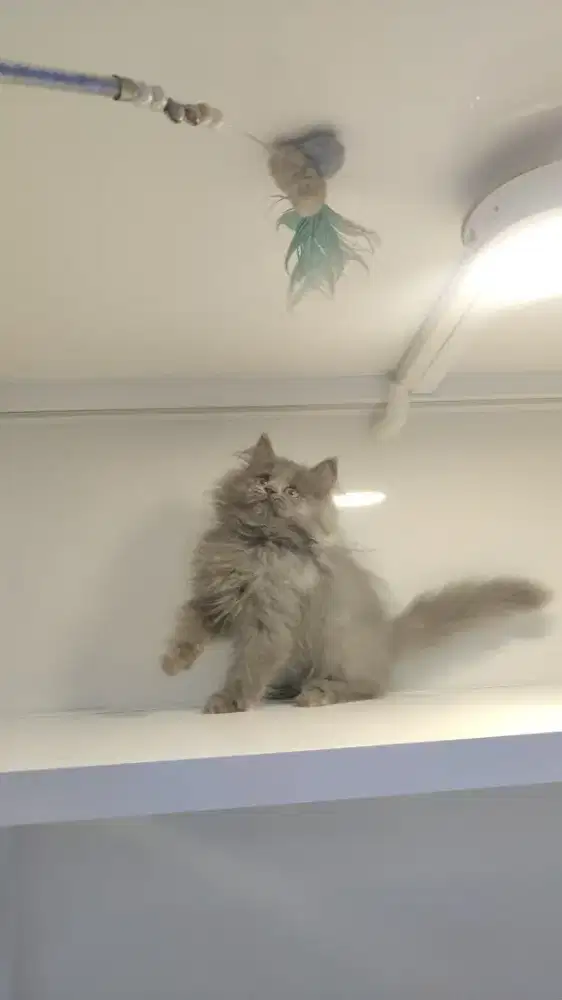 Kucing kitten ras norwegian