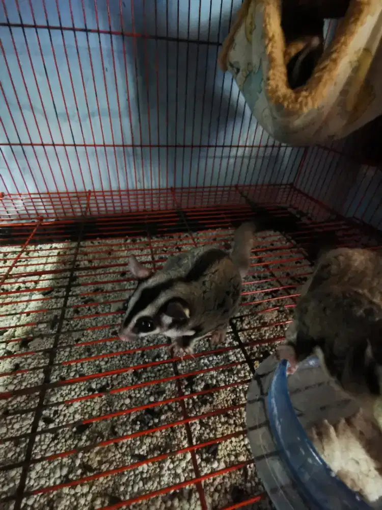 Sugar Glider CG Indukan sehat lincah