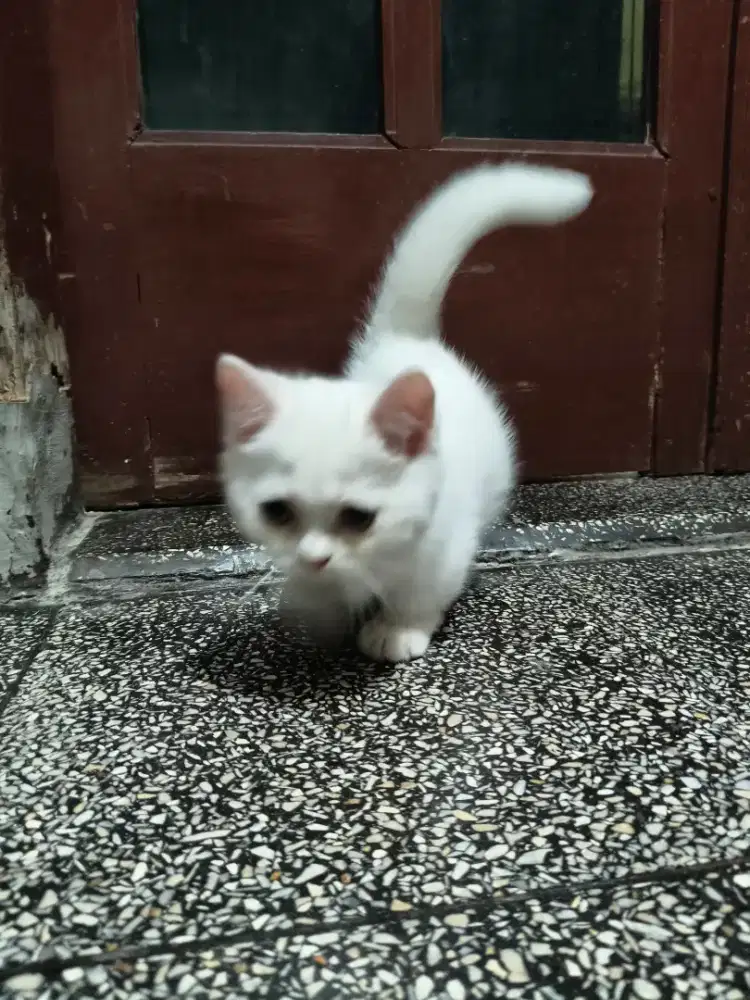 Kitten BSH MUNCHKIN jantan