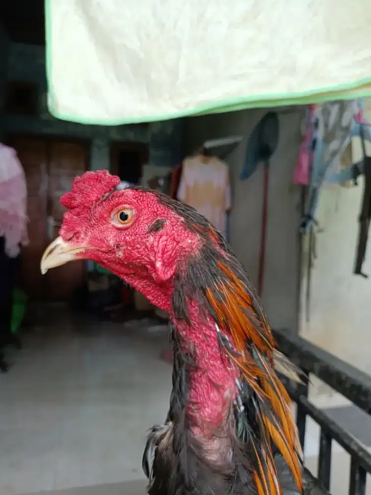 Dijual Ayam bangkok x koytrad