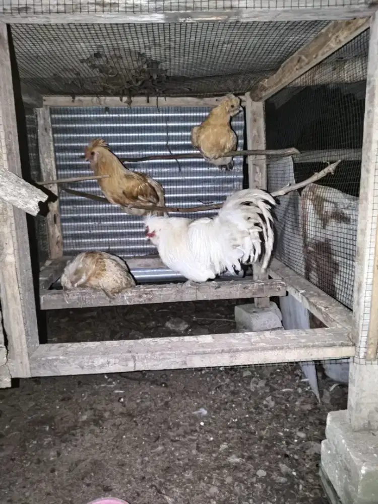 Ayam Houdan Kaki Lima