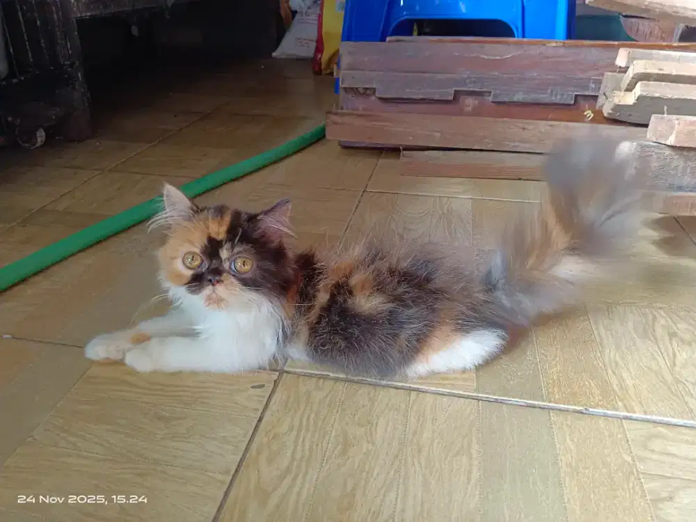 Kitten persia flatnose