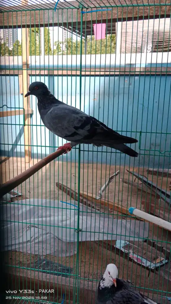 Merpati kolong gelang anugrah pekalongan