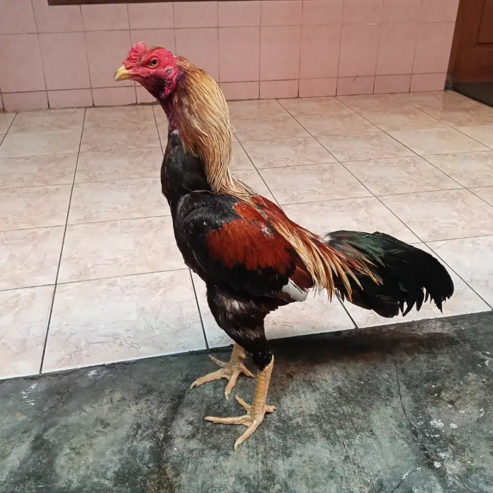 Ayam Bangkok Tehnik