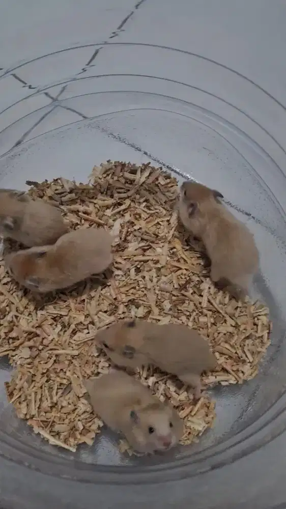 Supplier Hamster Syrian | Ecer & Partai Besar (Harga Grosir)