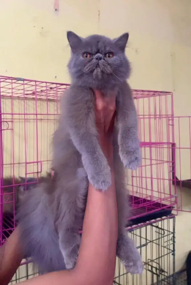 Kucing peacnose persia abu betina 5 bln