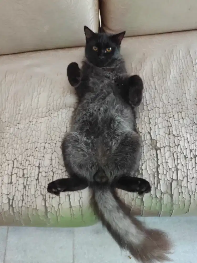 Persia Jantan Hitam Abu 7 bln