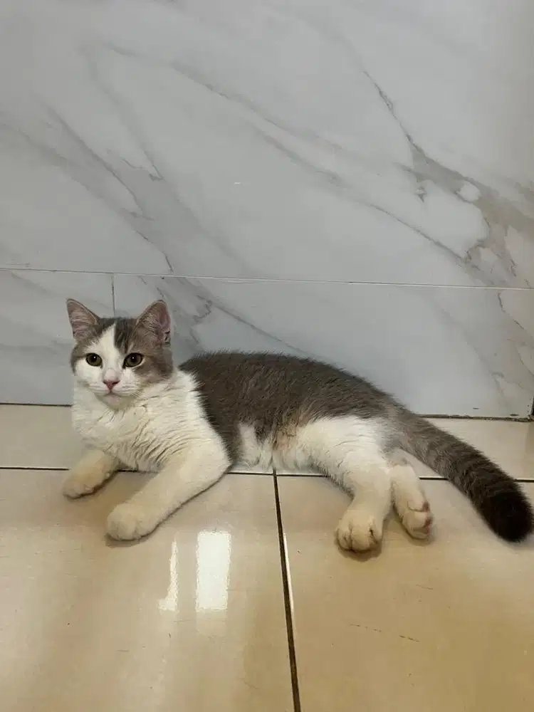 Kitten BSH x Scottish Straight Bicolor