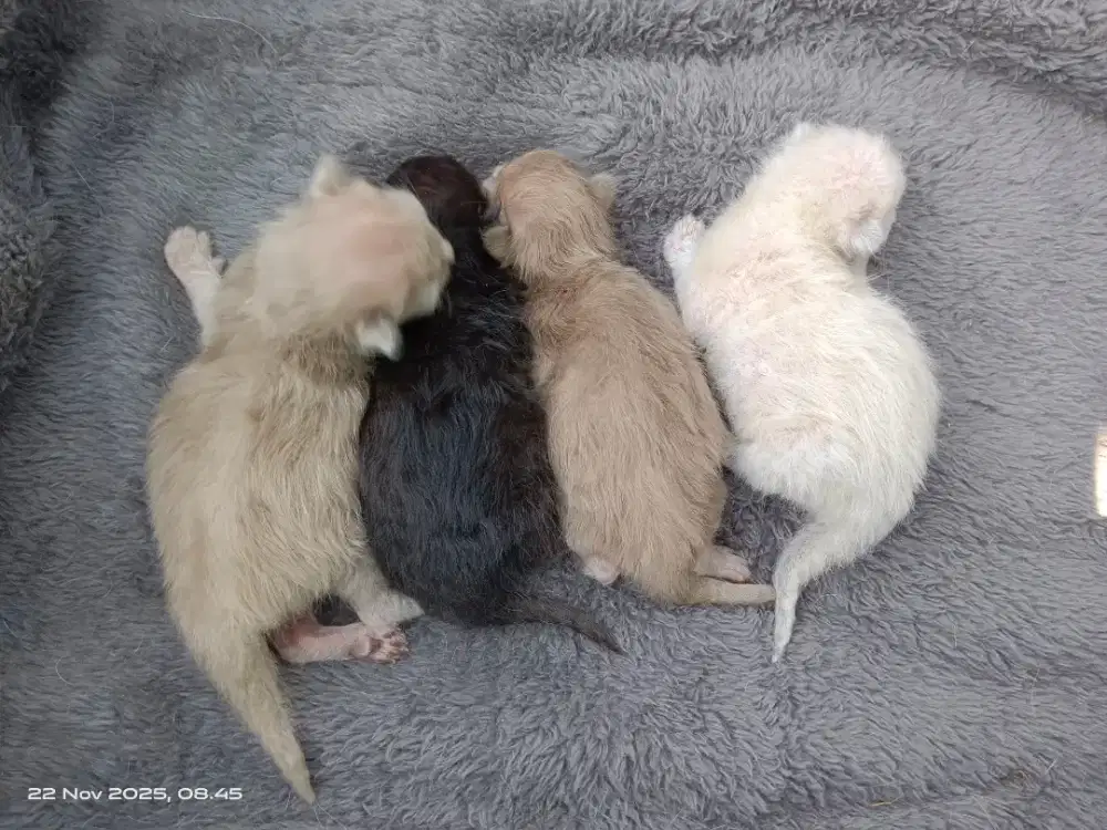 Indukan dan 4ekor kitten