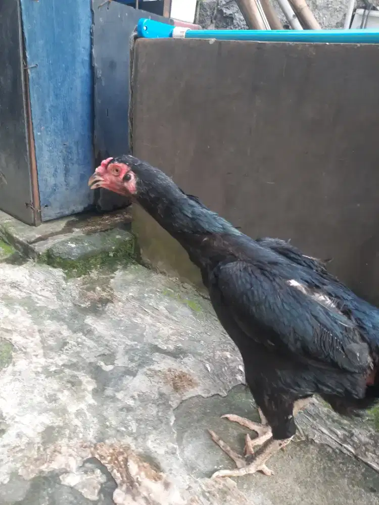 Ayam betina blackbull ori siap produksi udh buang telur..