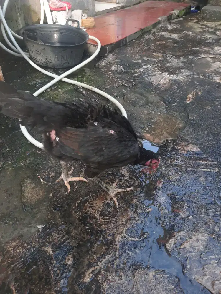 Ayam betina pakhoy siap produksi udh buang telur..