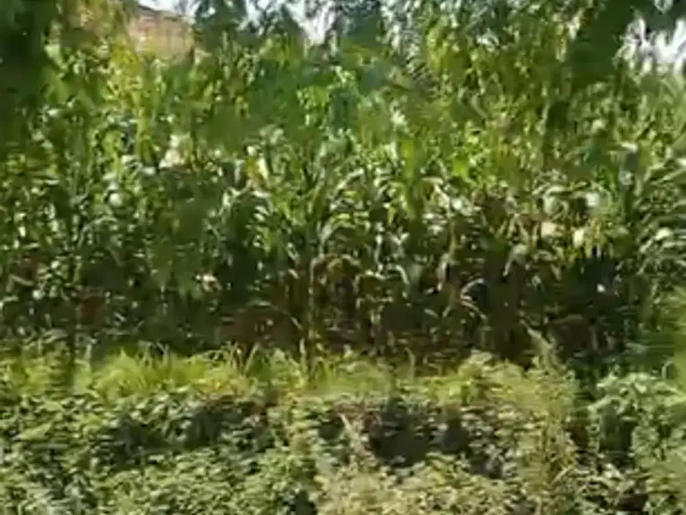 Jual Tanah sawah Sumber Nglembung kandangan sidik sekoto