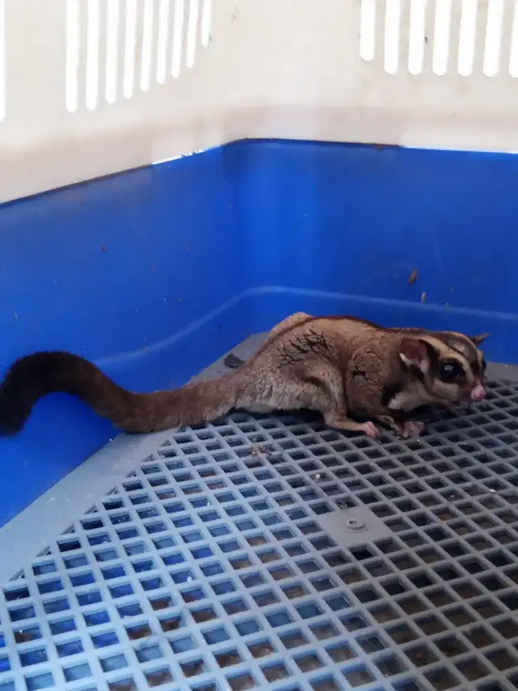 SUGAR GLIDER CLASSIC