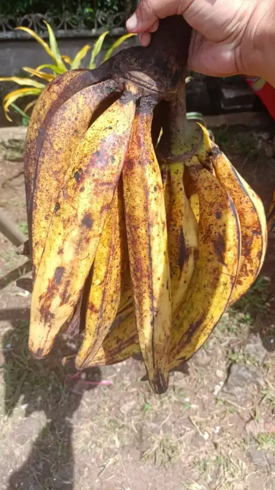 Pisang Tanduk Asli Sukabumi, Simadu Murah