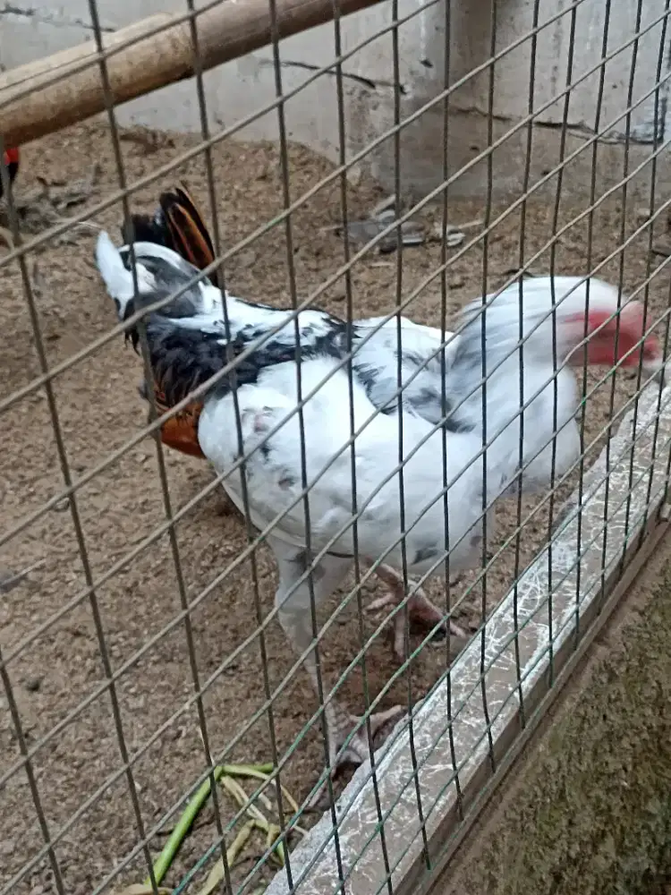 Ayam BALUNG ( Bangkok x Pelung )