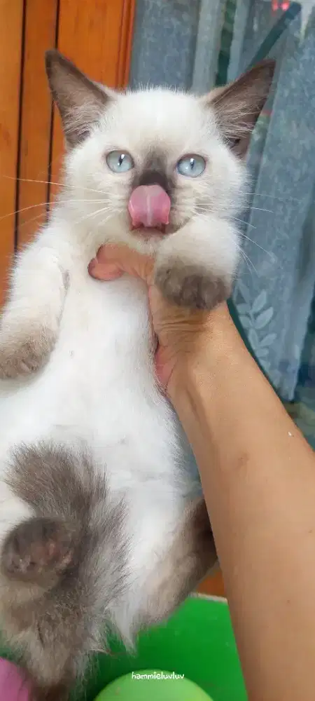 Kucing munchkin himalaya jantan