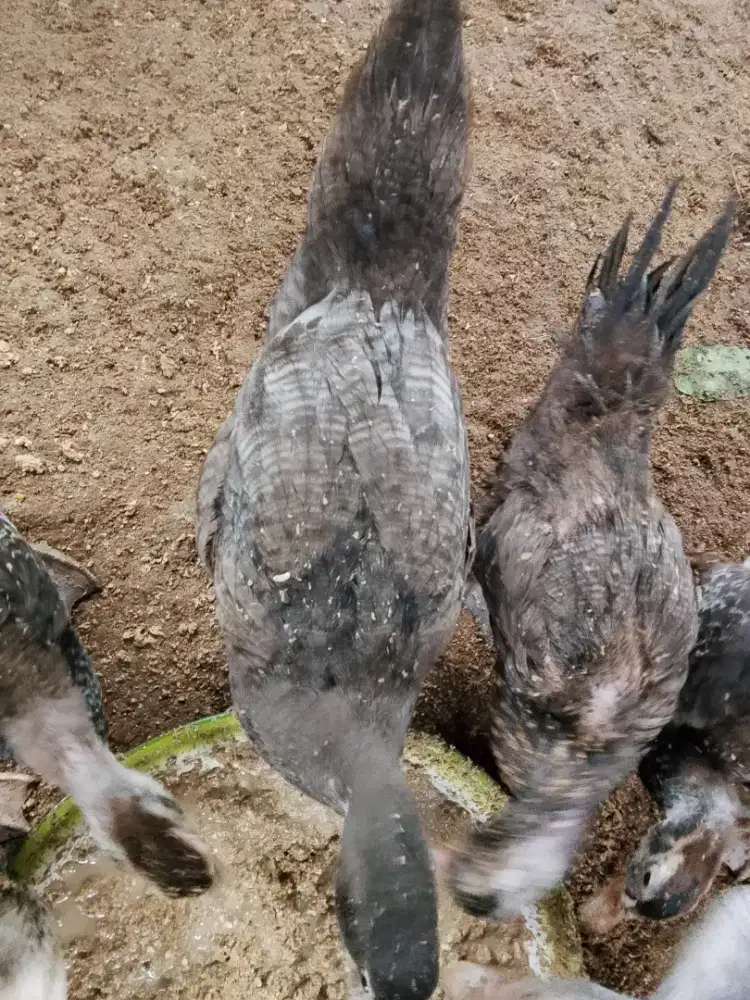 Entog Hias Jenis Ripel,Jali