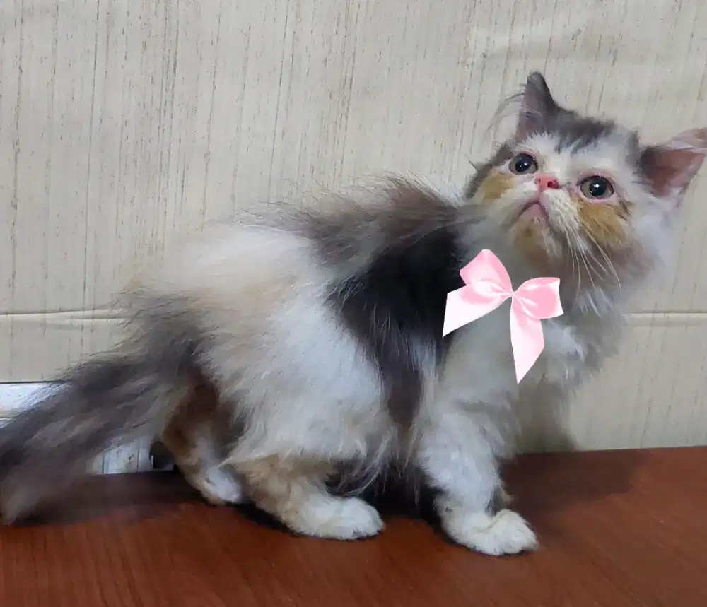 Kucing persia anakan