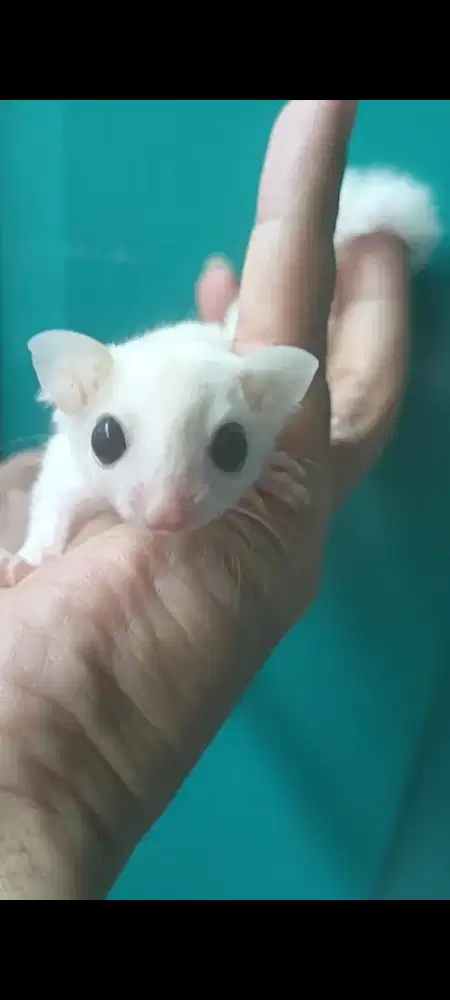 Sugar glider Leucistic