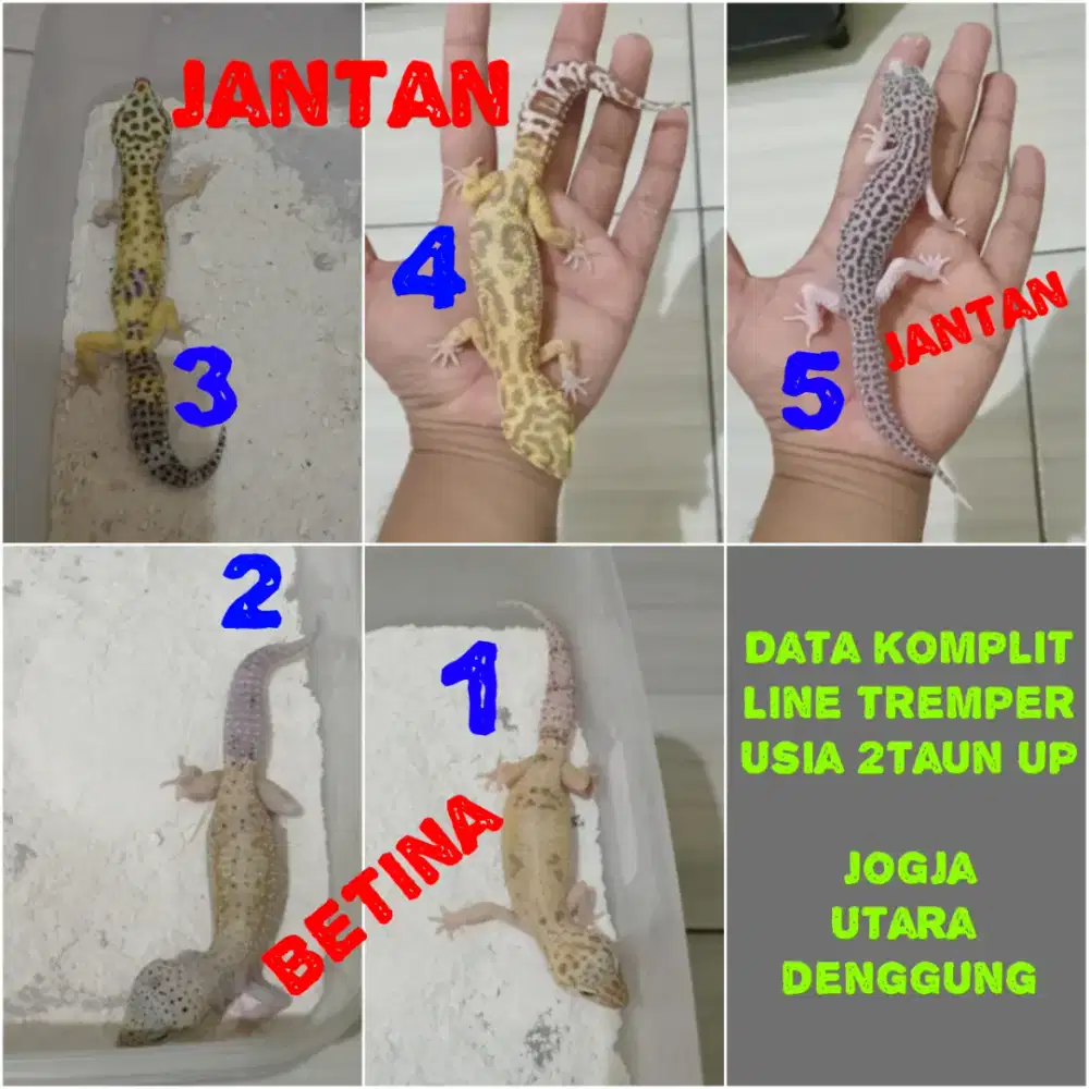 Leopard Gecko indukan