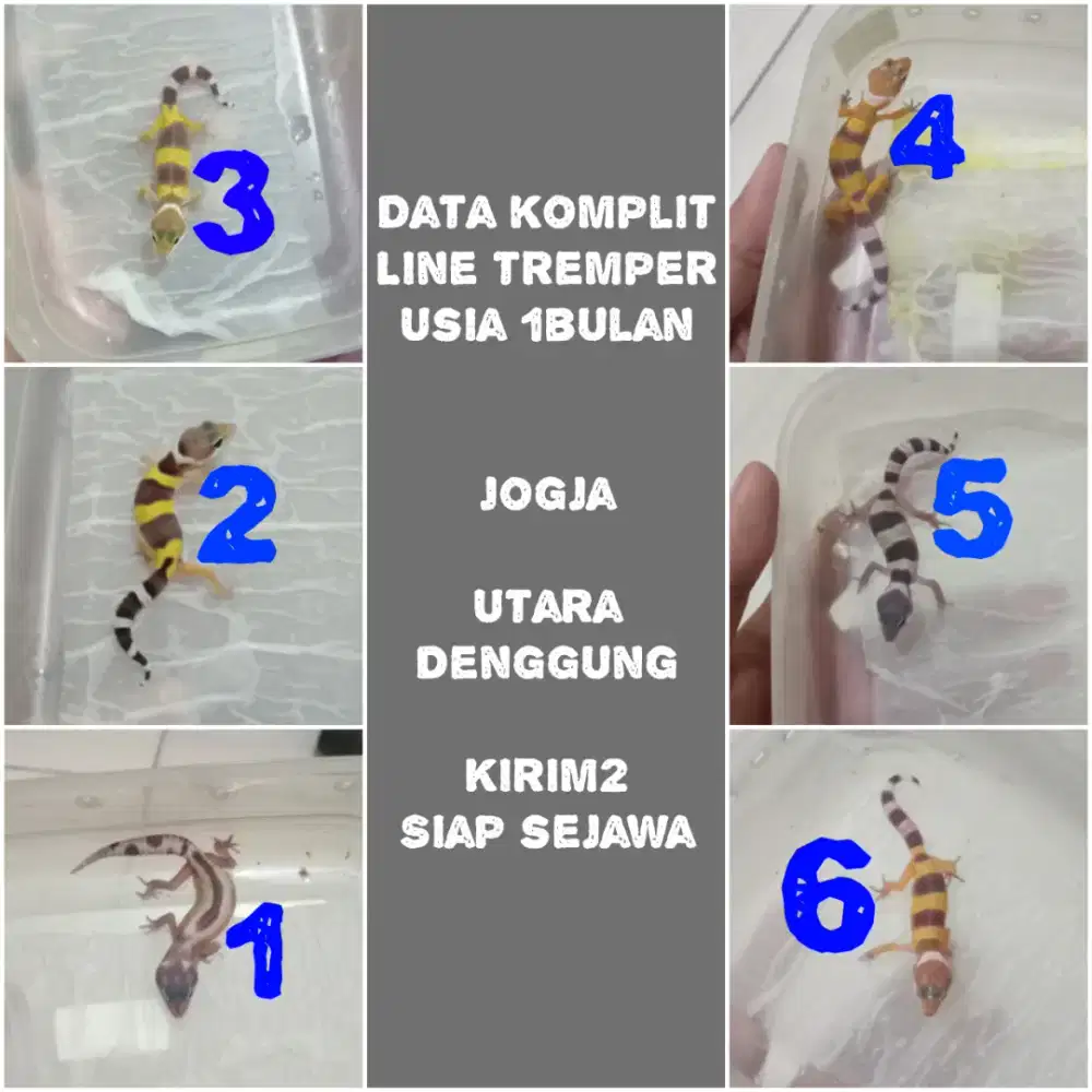 Leopard Gecko anakan